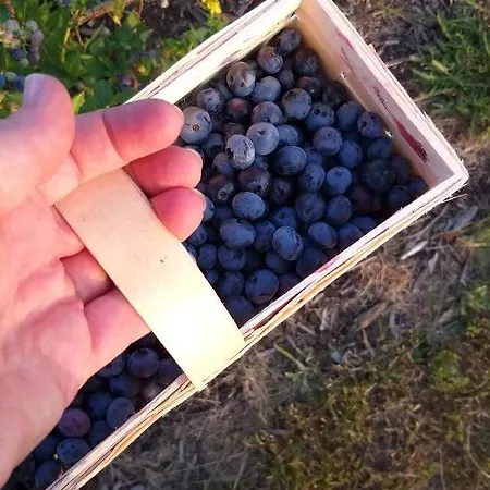 E Berry Farm - Slow Life منزل للإقامة