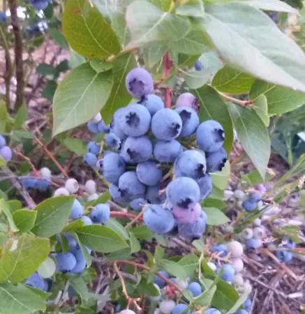 E Berry Farm - Slow Life منزل للإقامة Kaluzna